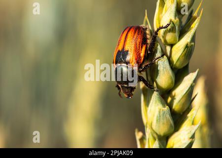 Entdecken Sie die komplizierte Welt von Sitophilus granarius mit diesem Makro-Blick auf das Insekt auf einem Weizenstiel. Das Bild erfasst die kleinen, aber zerstörerischen Stockfoto