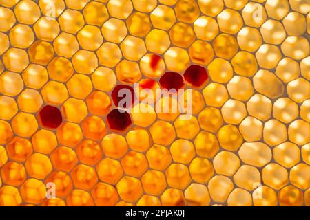 Verlieren Sie sich in der Schönheit der Natur mit diesem farbenfrohen Foto einer GartenNelke. Die atemberaubenden Farbtöne und zarten Blütenblätter der Blume sind ein Testam Stockfoto