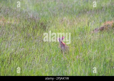 Ein Kaninchen im langen Sommergras von Richmond Park, London Stockfoto