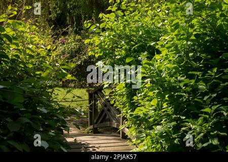 Actinidia kolomikta, Garten, überhängend, hölzerne Fußgängerbrücke Stockfoto