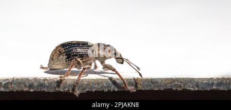 Erleben Sie den Käfer Anthonomus Pomorum in dieser detaillierten Makroaufnahme vor weißem Hintergrund aus nächster Nähe. Perfekt für wissenschaftliche oder pädagogische mütter Stockfoto
