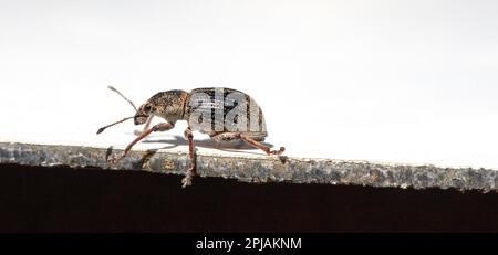Der Käfer Anthonomus Pomorum vor weißem Hintergrund verleiht Ihrem Designprojekt einen einzigartigen Touch. Stockfoto