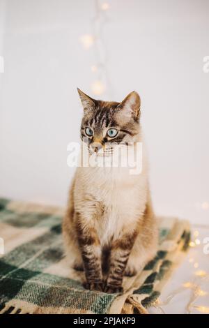 Eine süße, schöne Hauskatze sitzt auf einer grünen Wolldecke neben den glühenden Weihnachtsgirlanden. Ein Urlaub mit einem Haustier. Stockfoto