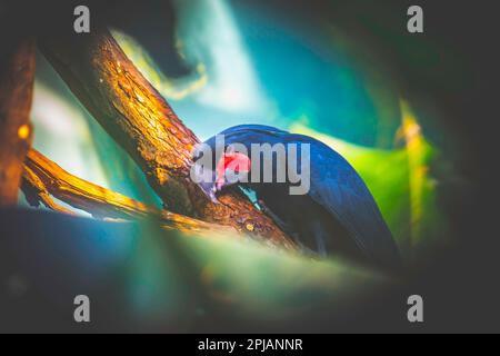 Palm Cockatoo Parrot Probosciger aterrimus in der Natur, das beste Foto. Stockfoto