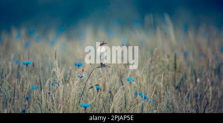 Whinchat Saxicola rubetra weiblich auf Gras sitzend, das beste Foto. Stockfoto