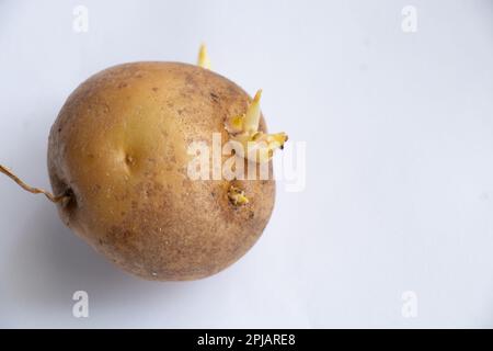 Rohe, schmutzige Kartoffeln auf einem weißen Stockfoto