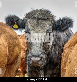 Quadratische Naht von Kopf und Schultern einer grau-schwarzen Kuh, scharf gerendert, in die Kamera gesehen, zwischen zwei hellbraunen Kühen, schöner Zustand. Stockfoto