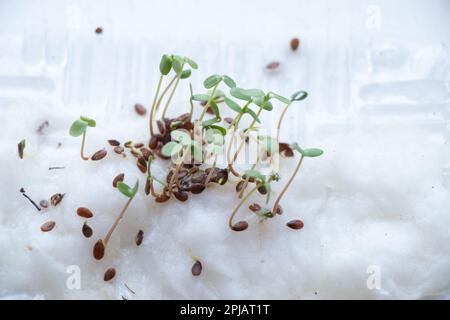 Sprossen auf weißem Hintergrund, Makro Stockfoto