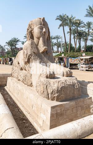 Eine sphinxartige Statue eines pharaos im Freilichtmuseum in Memphis, Ägypten Stockfoto