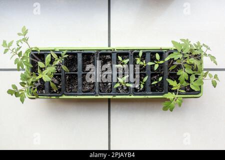 Ansicht von oben nach unten auf das Saatbecken für den Innenbereich mit einer Vielzahl von Pflanzensapfen Stockfoto