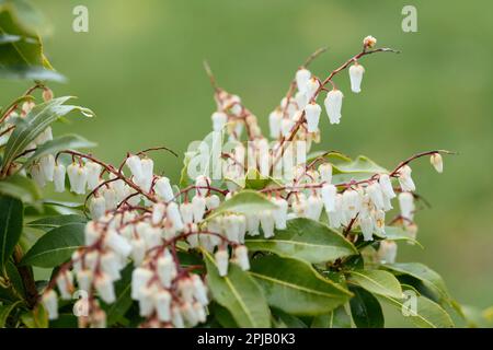 Glockenförmige Blüten einer pieris japonica-Pflanze im Frühling. Stockfoto