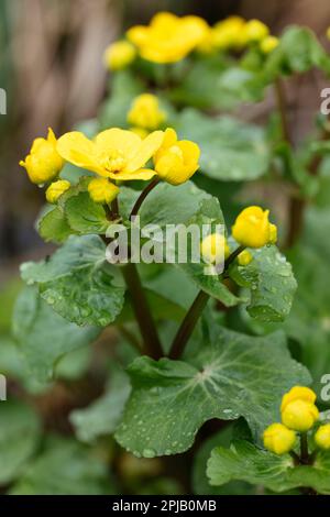 Die gelbe Marigold im Frühling blüht Stockfoto