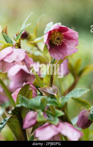 Blühende rosa Helleberblüten im Frühling Stockfoto