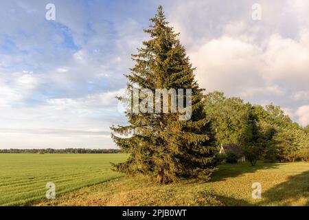 Ein Baum auf einem Feld mit einem Haus im Hintergrund Stockfoto