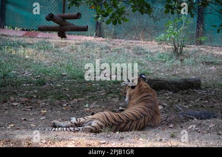 Tiger im Bannerghatta Nationalpark Bangalore im Zoo. Forest Wildlife Sanctuaries in Karnataka India Stockfoto