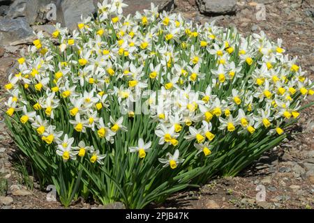 Klümpchen Narzissen, Gruppe Blüten, Pflanzen, Weißgelb, Blumen Narzissen „Golden Echo“ Stockfoto