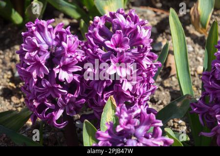 Hyacinthus orientalis, Hyacinthus Miss Saigon Stockfoto