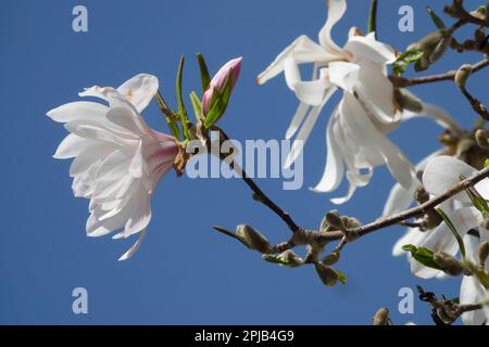 Blüte, Zweig, Magnolia stellata, Blume, Magnolia, Blühend, Pflanzen, Magnolien Stockfoto