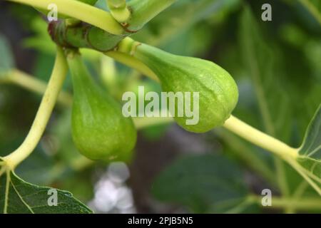 Junge grüne Feigen auf dem Ast. Früchte des Feigenbaums Stockfoto