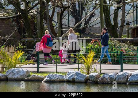 Cobh, County Cork, Irland. 1. April 2023. Die Sonne schien heute im Fota Wildlife Park in Cobh, der viele Besucher zu den Tieren brachte. Kredit: AG News/Alamy Live News Stockfoto