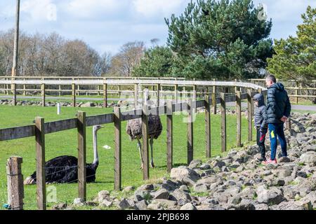 Cobh, County Cork, Irland. 1. April 2023. Die Sonne schien heute im Fota Wildlife Park in Cobh, der viele Besucher zu den Tieren brachte. Kredit: AG News/Alamy Live News Stockfoto