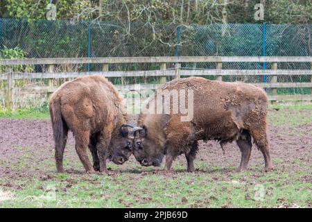 Cobh, County Cork, Irland. 1. April 2023. Die Sonne schien heute im Fota Wildlife Park in Cobh, der viele Besucher zu den Tieren brachte. Zwei europäische Bison gehen Kopf an Kopf in den Park. Kredit: AG News/Alamy Live News Stockfoto