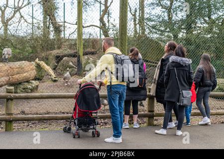 Cobh, County Cork, Irland. 1. April 2023. Die Sonne schien heute im Fota Wildlife Park in Cobh, der viele Besucher zu den Tieren brachte. Kredit: AG News/Alamy Live News Stockfoto