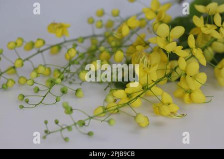 Cassiafistelblume, auch bekannt als goldene Dusche oder indisches Laburnum. In Malayalam heißt es konna poovu. Die Blumen sind von ritueller Bedeutung Stockfoto