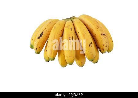 Ein Haufen kleiner, gebogener Bananen mit Zuckerflecken auf weiß isoliert. Reife, gelb gefleckte Früchte. Cavendische Sorte von Musa acuminata. Stockfoto