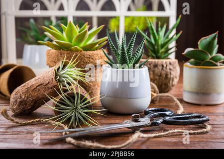 Sammlung saftiger Pflanzen für die Inneneinrichtung. Gartenidee für den steingarten Stockfoto