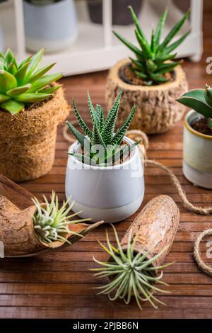 Sammlung saftiger Pflanzen für die Inneneinrichtung. Gartenidee für den steingarten Stockfoto