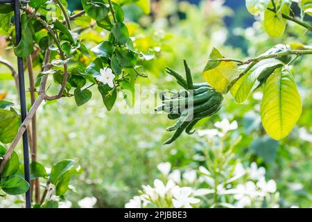 Buddhas Handfrucht auf dem Baum im Garten. Citrus Medica. Zitronenfrucht aus Asien Stockfoto