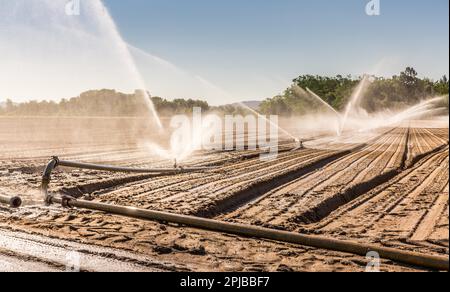 Bewässerungssystem auf einem großen Feld. Sprinklerwasseranlage Stockfoto