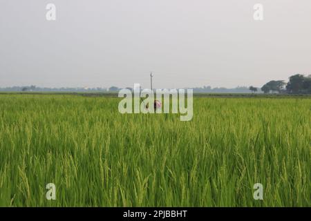 Indischer Farmer, der auf einem Feld arbeitet. Landwirtschaft Der Landwirte. Grasschnitt. Bauer mit Sense in der Hand. Wunderschönes grünes Reisfeld mit einem Kultivator. Stockfoto