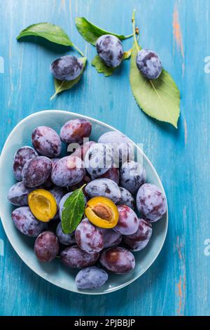 Frisch gepflückte, reife Pflaumen (Zwetschgen) in der Schüssel auf zyanischem Hintergrund. Zum Backen von Kuchen oder zur Herstellung von Marmelade vorbereitet Stockfoto