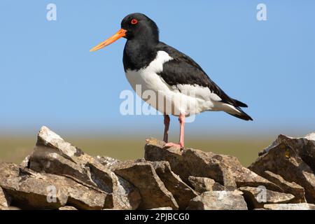 Oystercatcher, Wissenschaftliche Bezeichnung: Haematopus Ostralegus. Nahaufnahme eines erwachsenen Oystercatchers im Frühling, stand auf einer Dystonwand im Yorkshire D. Stockfoto