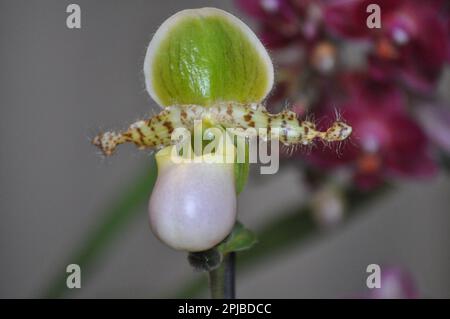 Hausschuhorchidee beim Orchid Festival Burton Agnes Hall, East Yorkshire, England 2023 Stockfoto