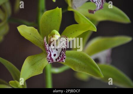 Orchideenfestival Burton Agnes Hall, East Yorkshire, England 2023 Stockfoto