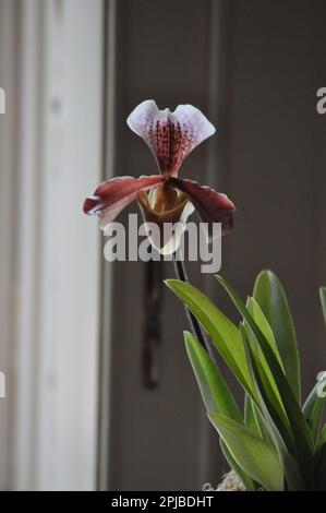 Orchideenfestival Burton Agnes Hall, East Yorkshire, England 2023 Stockfoto