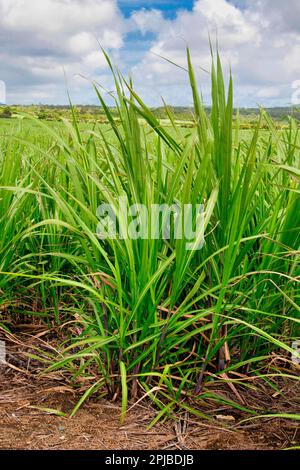 Plantage mit jungen Zuckerrohren (Saccharum officinarum), Mauritius Stockfoto