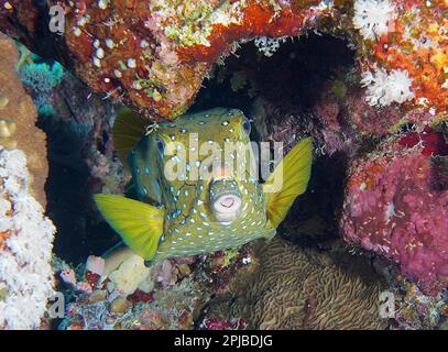 Porträt von gelbem Boxfish (Ostracion cubicus), weiblich, Ras Mohammed Nationalpark Tauchplatz, Sinai, Ägypten, Rotes Meer Stockfoto