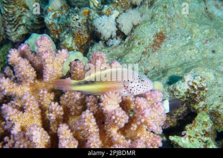 Gestreifte Korallenwachtel (Paracirrhites forsti) auf Himbeerkorallen (Pocillopora damicornis), Tauchplatz House Reef, Mangrove Bay, El Quesir, Rot Stockfoto