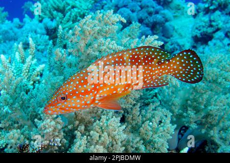 Goldbarsch (Cephalopholis oligosticta) vor dem Brokkolibaum (Litophyton Arboreum), St. Tauchplatz am Johns Reef, Rotes Meer, Ägypten Stockfoto