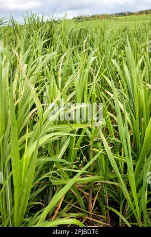 Plantage mit jungen Zuckerrohren (Saccharum officinarum), Mauritius, Afrika Stockfoto