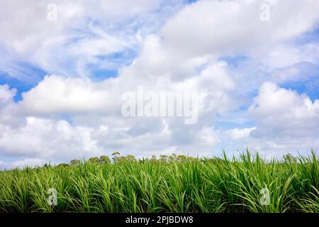 Plantage mit jungen Zuckerrohren (Saccharum officinarum), Mauritius Stockfoto