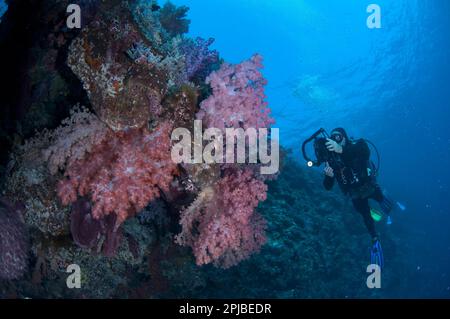 Rote, weiche Baumkorallen (Dendronephthya spec.) Am Riff, Taucher mit Licht und Kamera, Kadola Island, Penyu Inseln, Maluku Inseln, Banda Meer Stockfoto