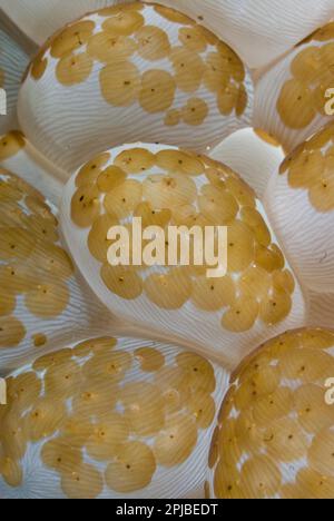 Bubble Coral (Plerogyra sinuosa) mit Acoel-Plattwürmern (Waminoa spec.), Lembritinsel, Sulawesi, Indonesien Stockfoto