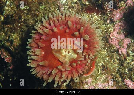 Pferdeanemone (Urticina eques), Erwachsener, mit ausgestreckten Tentakeln, auf einer Felswand in einem Sea loch, Loch Carron, Ross und Cromarty, Highlands Stockfoto