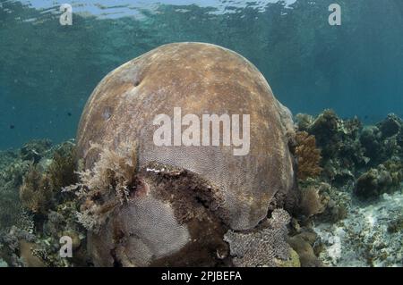 Kleine Talkorallen (Platygyra lamellina), andere Tiere, Korallen, Nidarier, Tiere, Gehirnkorallen am Riff, Pantar Island, Alor Archipel, Lesser Stockfoto