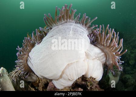 Prachtvolle Seeanemone (Heteractis Magnifica), Erwachsener, mit ausgestreckten Tentakeln, Kalabahi Bay, Alor Island, Alor Archipel, Weniger Stockfoto